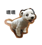 Tora is a dog.（個別スタンプ：3）