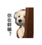 Tora is a dog.（個別スタンプ：5）