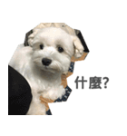 Tora is a dog.（個別スタンプ：6）