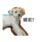 Tora is a dog.（個別スタンプ：7）