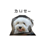 Tora is a dog.（個別スタンプ：8）