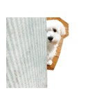 Tora is a dog.（個別スタンプ：10）