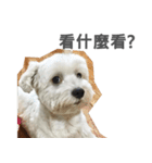 Tora is a dog.（個別スタンプ：11）