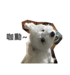 Tora is a dog.（個別スタンプ：12）