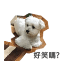 Tora is a dog.（個別スタンプ：13）