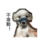 Tora is a dog.（個別スタンプ：14）
