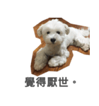Tora is a dog.（個別スタンプ：15）