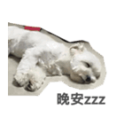 Tora is a dog.（個別スタンプ：17）