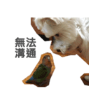 Tora is a dog.（個別スタンプ：18）