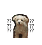 Tora is a dog.（個別スタンプ：20）