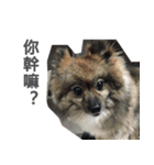 Tora is a dog.（個別スタンプ：22）