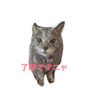 猪瀬家の皆様（個別スタンプ：17）