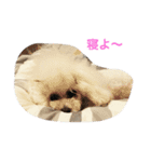 family momo（個別スタンプ：2）