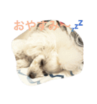 family momo（個別スタンプ：3）