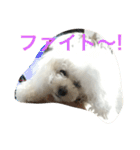 family momo（個別スタンプ：6）