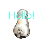 family momo（個別スタンプ：8）