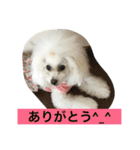 family momo（個別スタンプ：11）