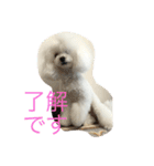 family momo（個別スタンプ：14）