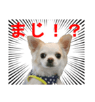 ちわわの「ゆず」（個別スタンプ：6）