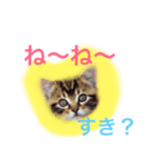 肉球♡LOVE  4  可愛い猫たん（個別スタンプ：3）