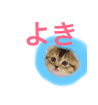 肉球♡LOVE  4  可愛い猫たん（個別スタンプ：5）