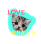 肉球♡LOVE  4  可愛い猫たん（個別スタンプ：8）