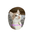 猫3兄妹にゃご！（個別スタンプ：1）