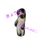 猫3兄妹にゃご！（個別スタンプ：2）