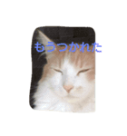 猫3兄妹にゃご！（個別スタンプ：3）