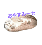 猫3兄妹にゃご！（個別スタンプ：4）