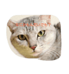 猫3兄妹にゃご！（個別スタンプ：5）