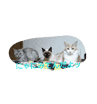 猫3兄妹にゃご！（個別スタンプ：7）