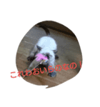 猫3兄妹にゃご！（個別スタンプ：8）