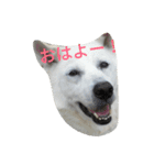 *lovely dogs*（個別スタンプ：1）