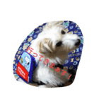 *lovely dogs*（個別スタンプ：2）