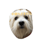 *lovely dogs*（個別スタンプ：3）