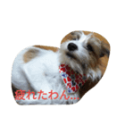 *lovely dogs*（個別スタンプ：4）
