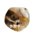 *lovely dogs*（個別スタンプ：5）