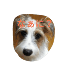 *lovely dogs*（個別スタンプ：6）