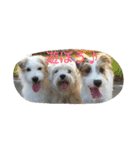 *lovely dogs*（個別スタンプ：7）