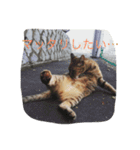 のら猫写真のスタンプ（個別スタンプ：2）