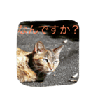 のら猫写真のスタンプ（個別スタンプ：3）