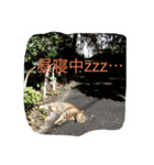 のら猫写真のスタンプ（個別スタンプ：5）