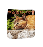 のら猫写真のスタンプ（個別スタンプ：6）
