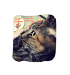のら猫写真のスタンプ（個別スタンプ：7）