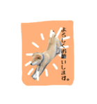ごーごー！りくちゃん（個別スタンプ：4）