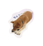 ごーごー！りくちゃん（個別スタンプ：5）