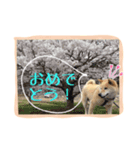 ごーごー！りくちゃん（個別スタンプ：8）