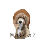 フク2（個別スタンプ：5）