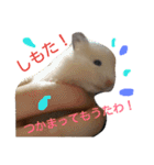関西ハムスター一家（個別スタンプ：8）